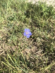 Linum pallescens