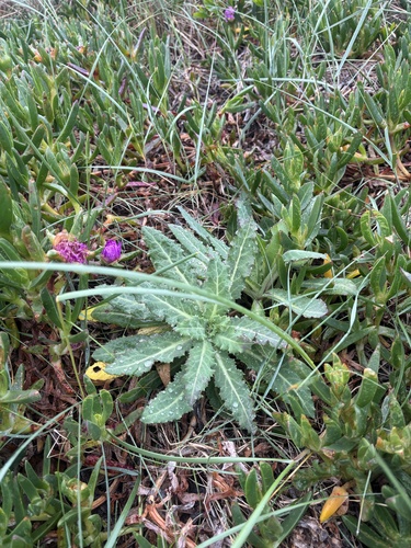 Sonchus megalocarpus, 2026-09-26