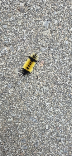 Spotted Tussock Moth