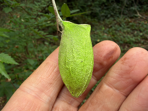 Squeaking Silkmoth