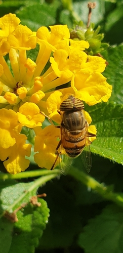 Stripe-eyed Lagoon Fly