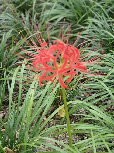 red spider lily