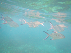 Trachinotus coppingeri