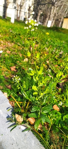 Thlaspi arvense, photograph 2