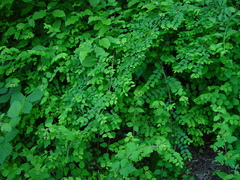 Symphoricarpos × chenaultii