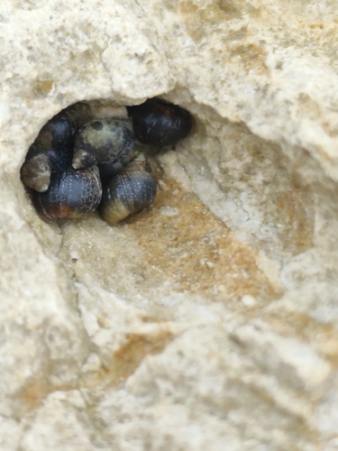 Small Periwinkle