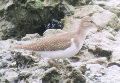 Common Sandpiper