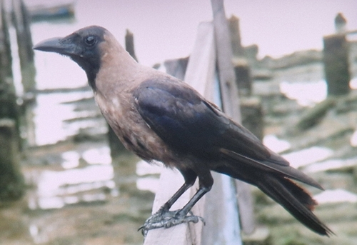 House Crow