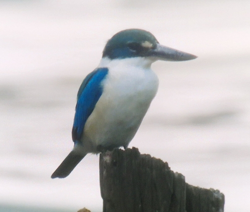 Collared Kingfisher