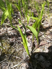 Convallaria majalis