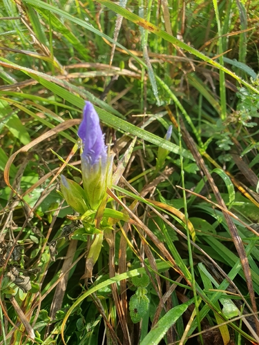 Gentianopsis ciliata
