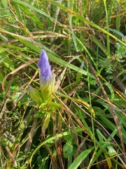 Gentianopsis ciliata