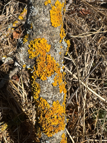 Common Sunburst Lichen