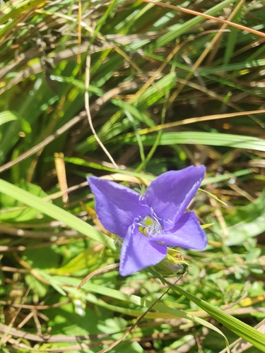 Gentianopsis ciliata, photograph 3