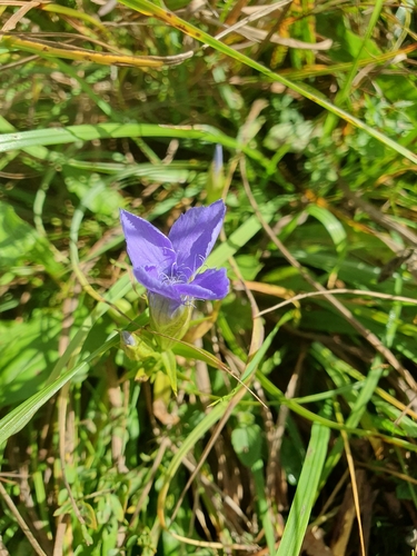 Gentianopsis ciliata, photograph 4