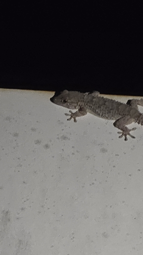 Moorish Gecko