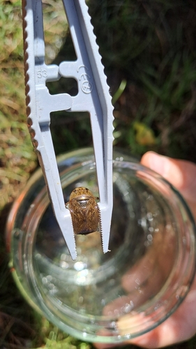 saucer bug