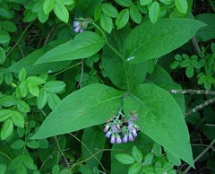 Symphytum × uplandicum