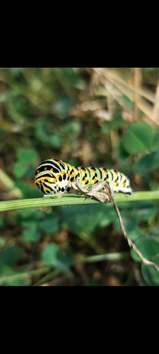Old World Swallowtail