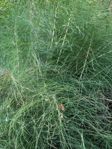 great horsetail