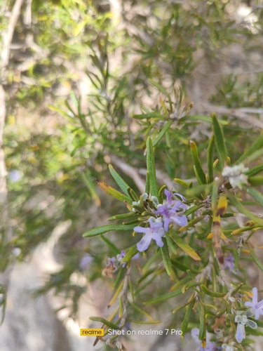 Rosemary