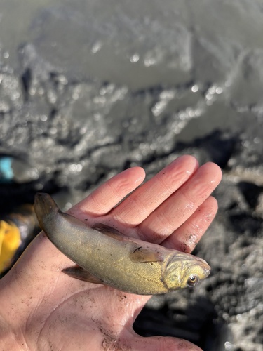 Tench