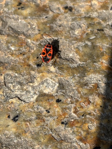 European Firebug