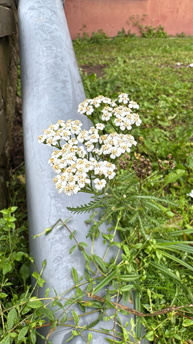 common yarrow