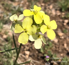 Erysimum flavum