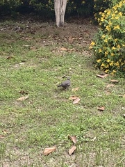 Streptopelia chinensis