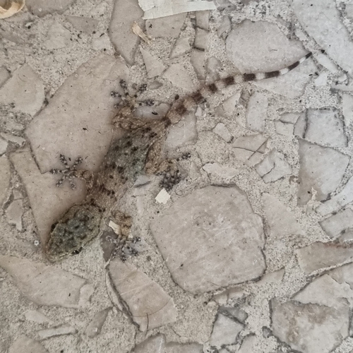 Moorish Gecko