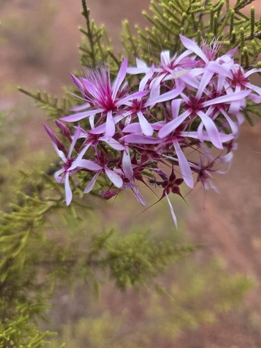 Calytrix exstipulata observed 2026-09-26