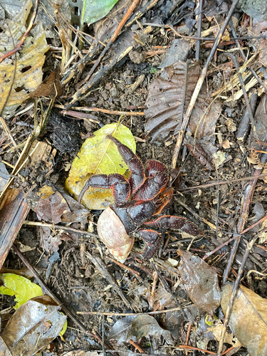 Coenobita spinosus observed 2026-08-31