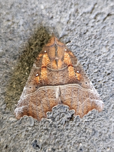 Herald Moth