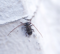 Exocentrus lusitanus