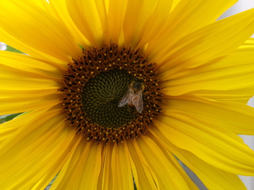Western Honey Bee