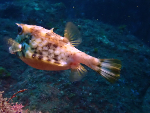 Lactoria diaphana observed 2026-09-26