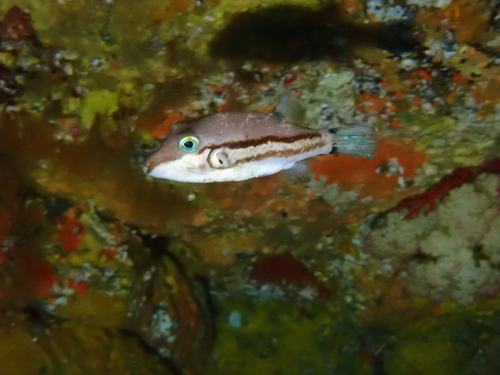 Canthigaster rivulata observed 2026-09-26