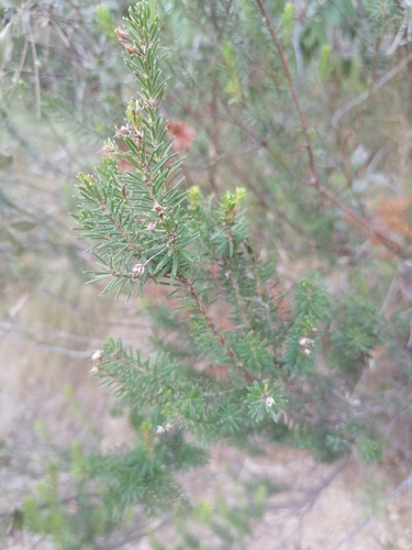 Mediterranean Heath
