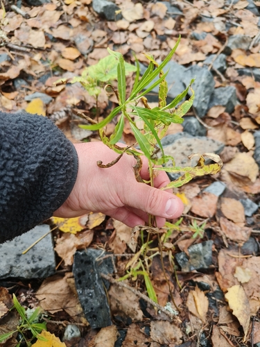 fireweed