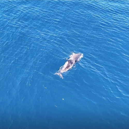 Common Bottlenose Dolphin