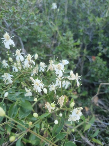 fragrant virgin's-bower