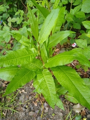 Rumex