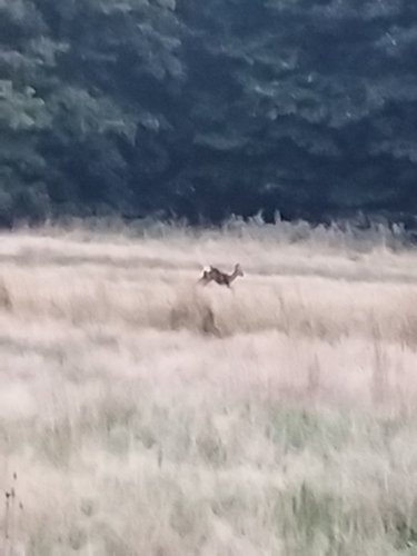 Western Roe Deer