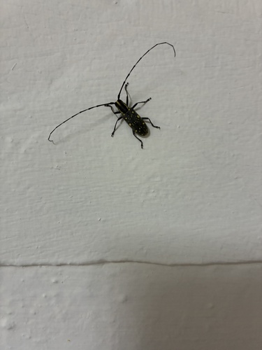 Yellow-spotted Longicorn Beetle