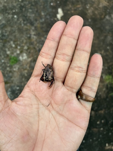 Protaetia orientalis sakaii