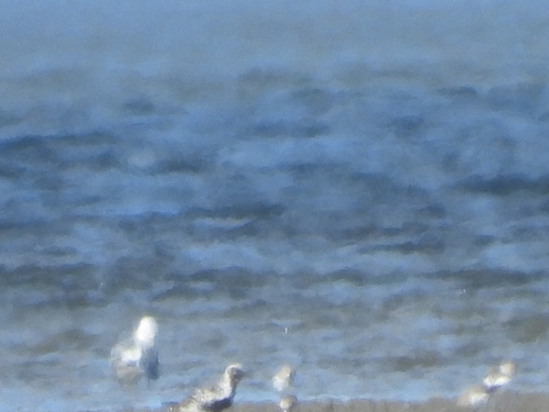 Black-bellied Plover
