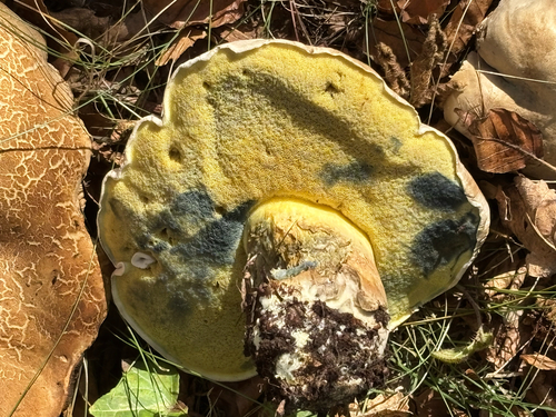 Rooting Bolete