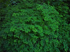 Symphoricarpos × chenaultii