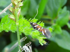 Pancalia schwarzella